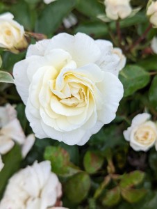 PHYLLIS (Patio)